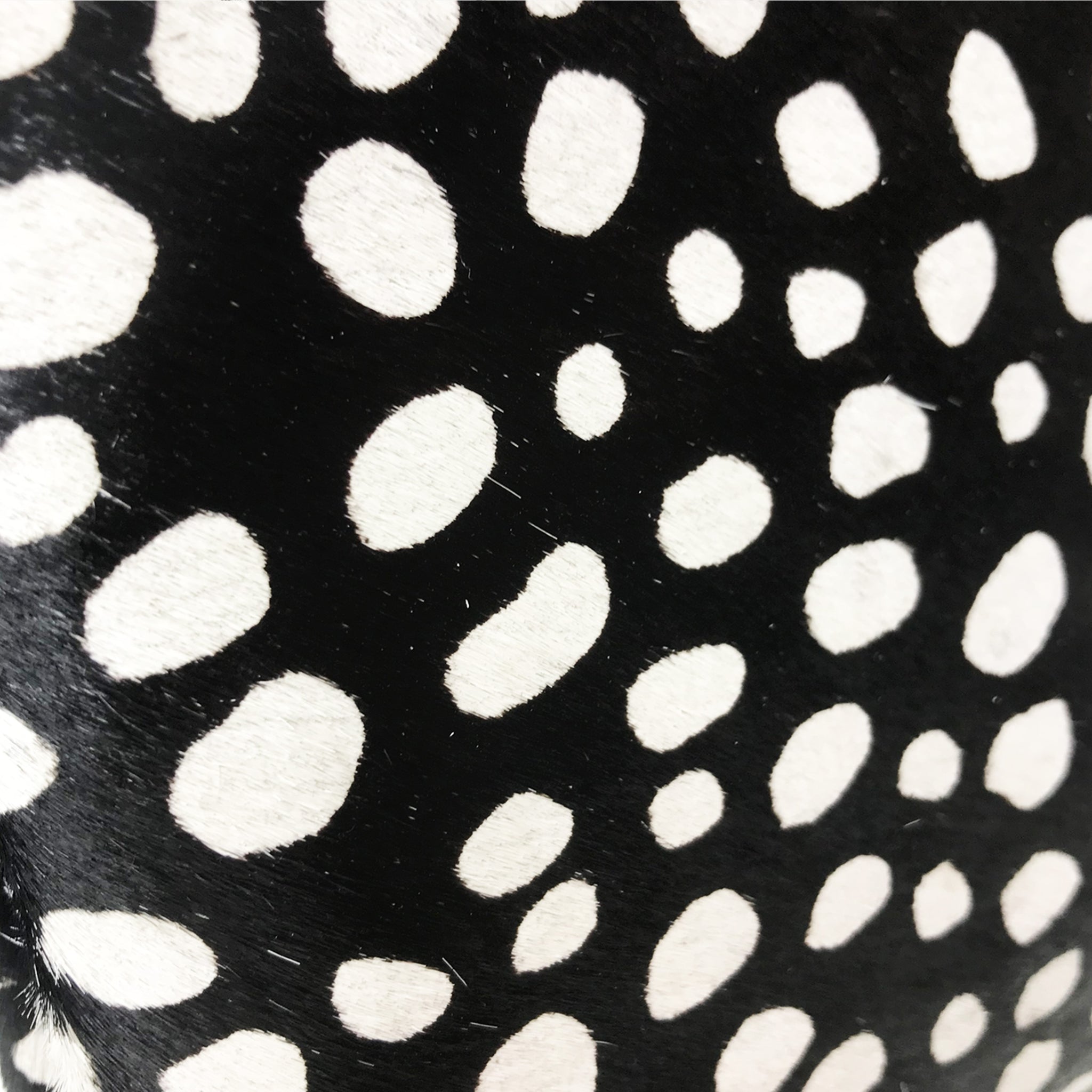 Black Cheetah Double